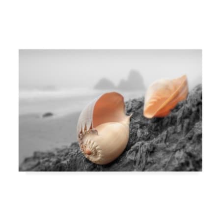 Alan Blaustein 'Crescent Beach Shells #20' Canvas Art,22x32